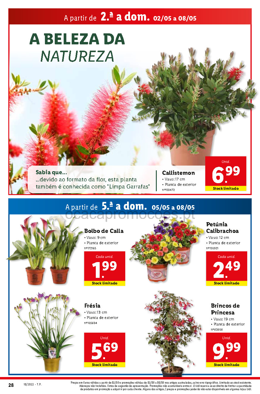 flores folheto lidl 2 maio 8 maio promocoes Page48