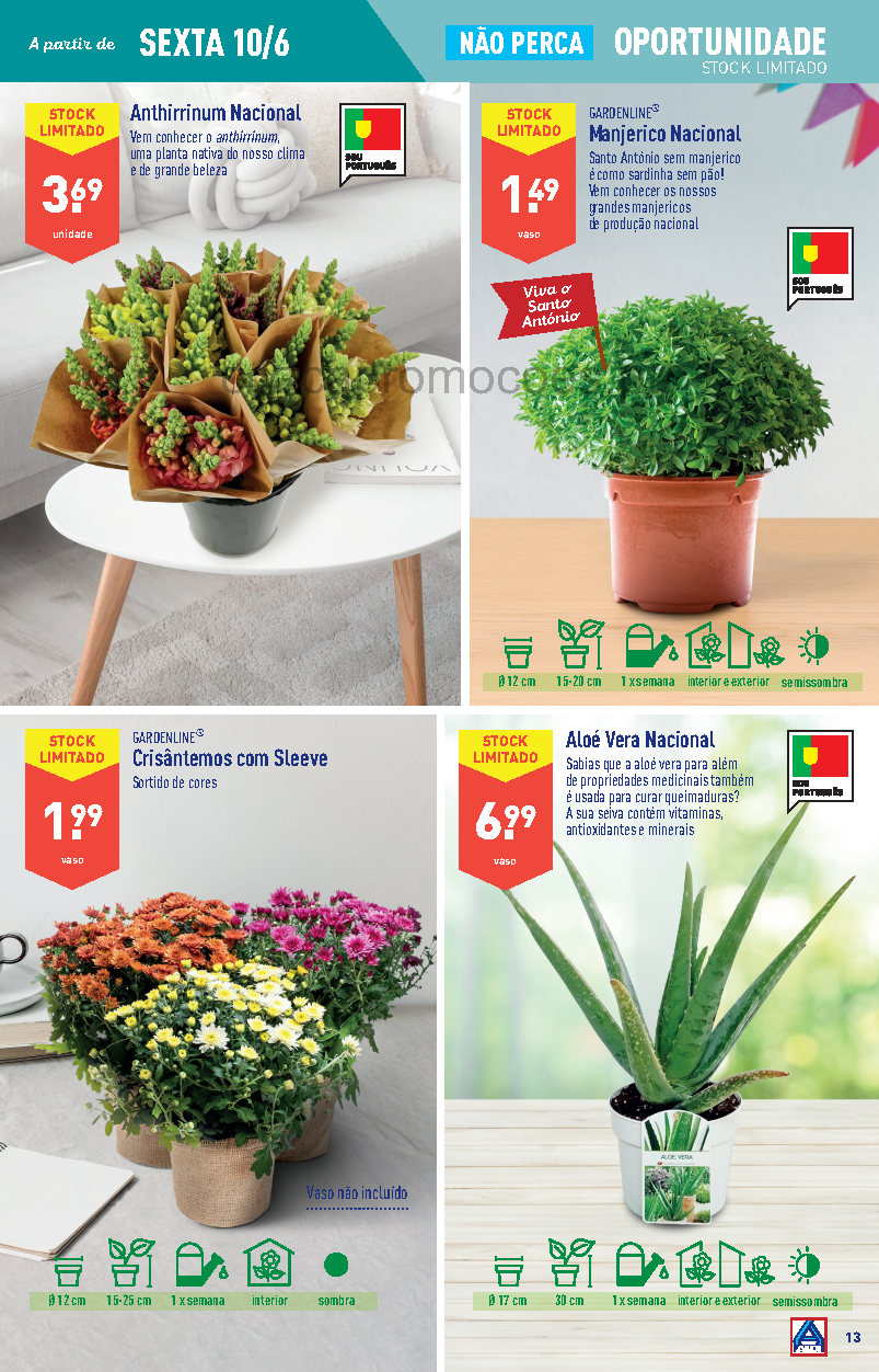 FLORES folheto aldi 8 junho 14 junho promocoes Page13 1