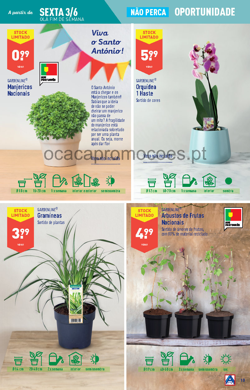 flores promocoes aldi folheto 1 junho 7 junho Page13 1