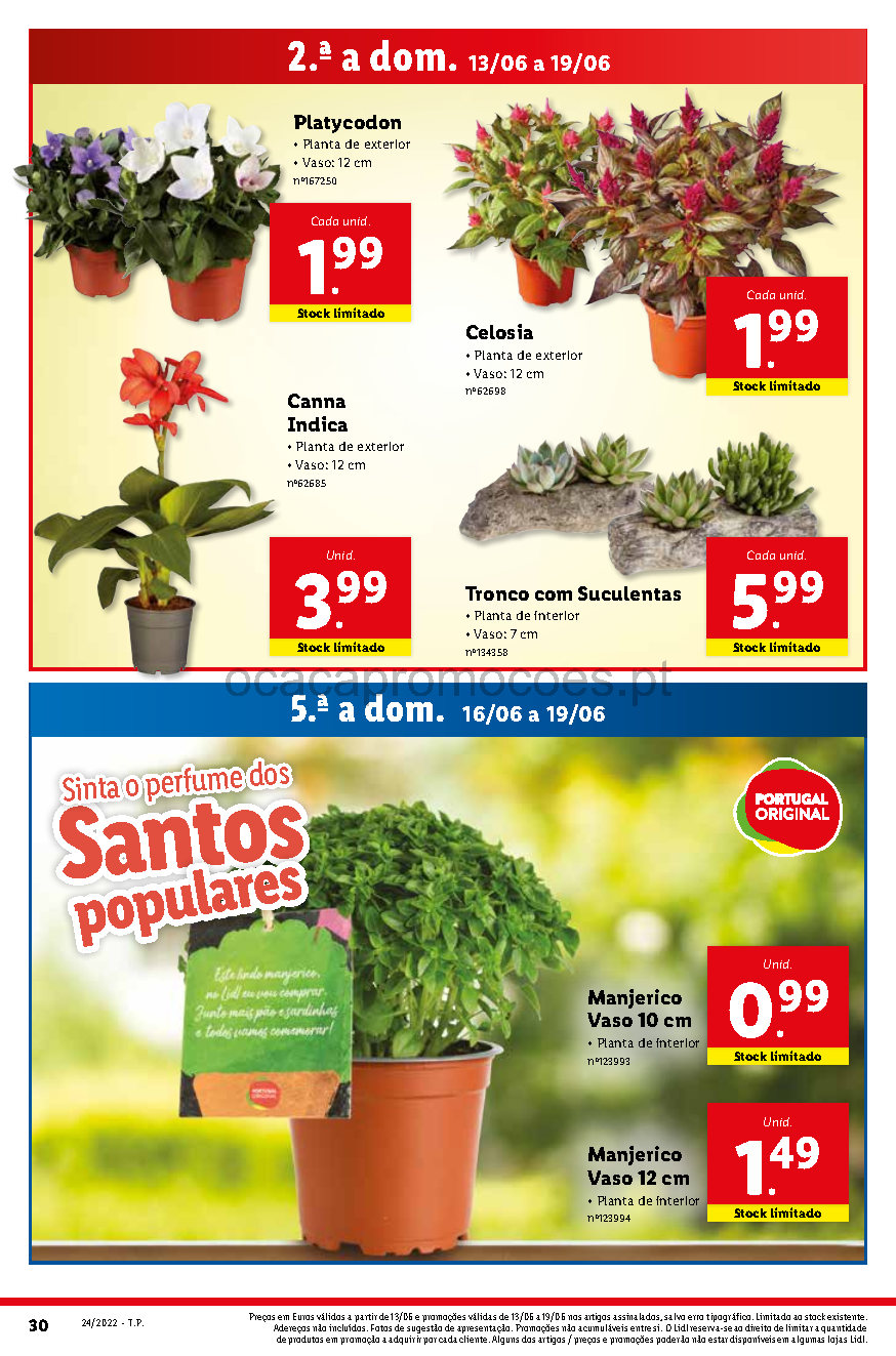 flores folheto lidl bazar 13 junho 19 junho promocoes Page52