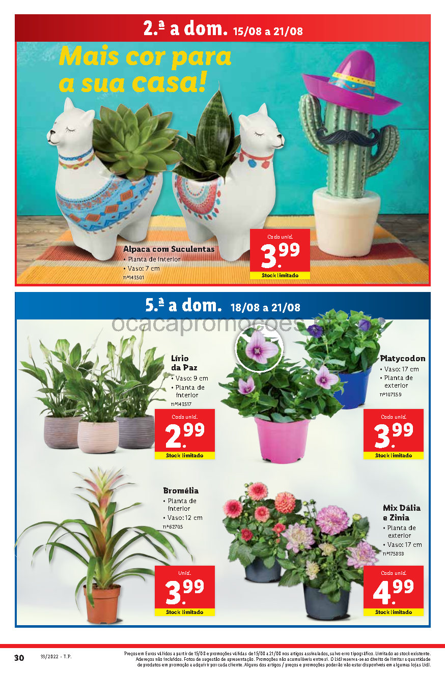 flores folheto lidl 15 agosto 21 agosto promocoes Page54