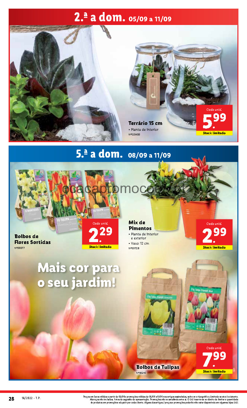 flores folheto lidl 5 setembro 11 setembro Page44